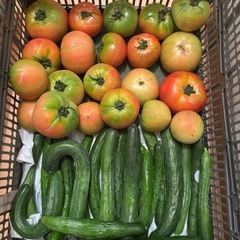 朝取れきゅうり、傷物トマト