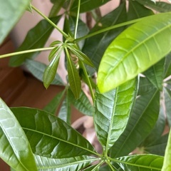 観葉植物　パキラ　3本植え　素敵　おしゃれ　居間　玄関　リビング　迫力ありますの画像