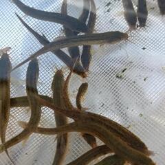 ★①ドジョウ　小さめサイズ10匹の画像