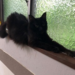 猫好きLINEグループ - 丸亀市