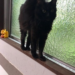 猫好きLINEグループ