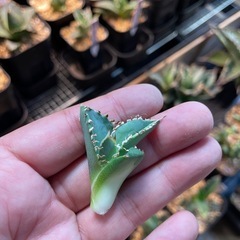 Ivory.wa kin血統　Agave titanota オランダの画像