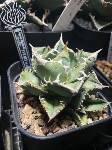 Ivory.wa kin血統　Agave titanota オランダ
