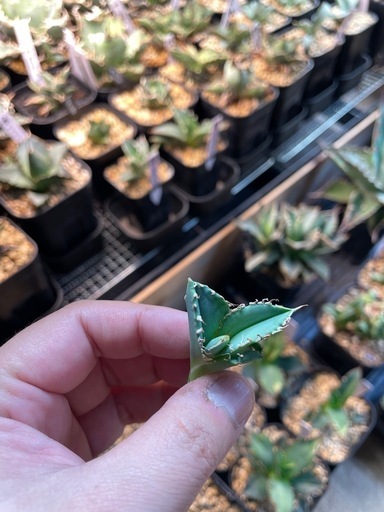Ivory.wa kin血統　Agave titanota オランダ