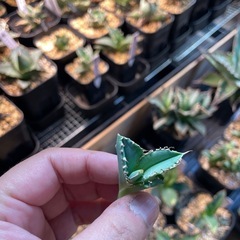Ivory.wa kin血統　Agave titanota オランダの画像