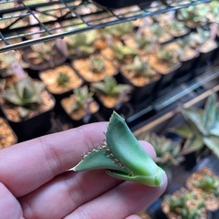 Ivory.wa kin血統　Agave titanota オランダの画像