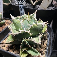 Ivory.wa kin血統　Agave titanota オランダの画像