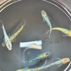 メダカ　サボラメイエローの画像