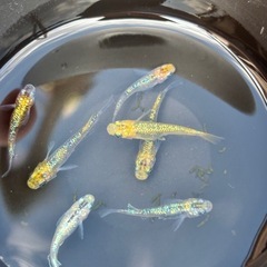 メダカ　サボラメイエローの画像