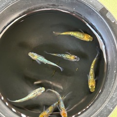メダカ　サボラメイエローの画像