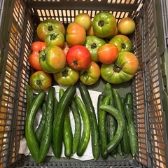 朝取れきゅうり、傷物トマト