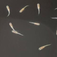 シャンパンゴールドラメメダカ白稚魚15匹の画像