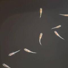シャンパンゴールドラメメダカ白稚魚15匹の画像