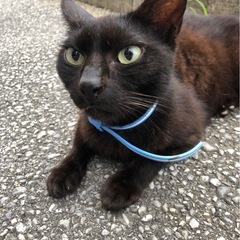 人懐っこい可愛い黒猫ちゃん