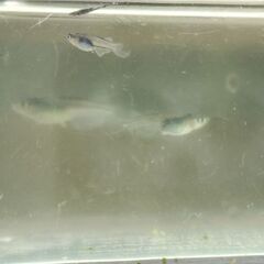 お話し中　メダカ　ミッドナイトフリル　稚魚８匹１００円の画像