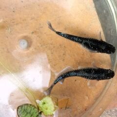 お話し中　メダカ　ミッドナイトフリル　稚魚８匹１００円の画像