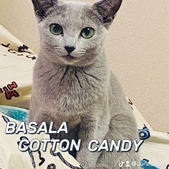 猫ブリーダーのお手伝いの画像