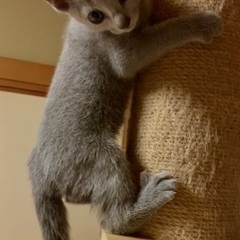 猫ブリーダーのお手伝いの画像