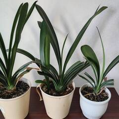 君子蘭（クンシラン）やアロエなどの植物を無料でお譲りしますの画像