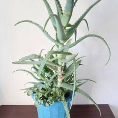 君子蘭（クンシラン）やアロエなどの植物を無料でお譲りしますの画像