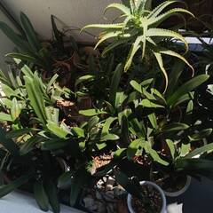 君子蘭（クンシラン）やアロエなどの植物を無料でお譲りしますの画像