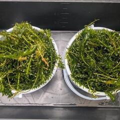 🌱水草　金魚　メダカ🐢バケツ２杯山盛り🌟の画像