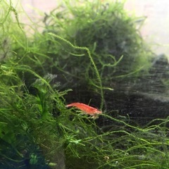 ウィローモスとカラーシュリンプ