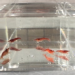 ウィローモスとカラーシュリンプの画像