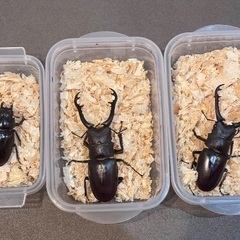 ギラファノコギリクワガタ　3頭セットの画像