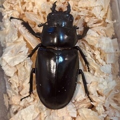 ギラファノコギリクワガタ　3頭セットの画像