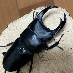 国産オオクワガタ【能勢SR血統】⑬の画像