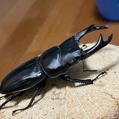 国産オオクワガタ【能勢SR血統】⑬の画像