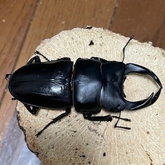 国産オオクワガタ【能勢SR血統】⑭の画像