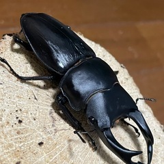 国産オオクワガタ【能勢SR血統】⑭の画像
