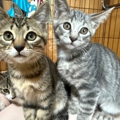 生後約3ヶ月の子猫　キジトラ　サバトラ