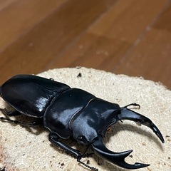 国産オオクワガタ【能勢SR血統】⑮の画像
