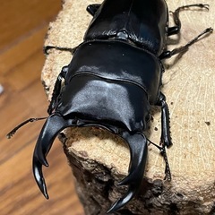 国産オオクワガタ【能勢SR血統】⑮の画像
