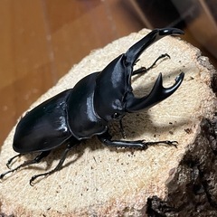 国産オオクワガタ【能勢SR血統】⑯の画像