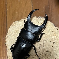 国産オオクワガタ【能勢SR血統】⑯の画像