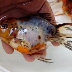金魚 飯田系 東錦 2歳 2匹  アズマニシキラストです。肉瘤等これから増していきます。きんぎょ メダカ 水槽 水草 ビオトープの画像