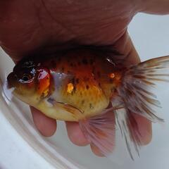 金魚 飯田系 東錦 2歳 2匹  アズマニシキラストです。肉瘤等これから増していきます。きんぎょ メダカ 水槽 水草 ビオトープの画像