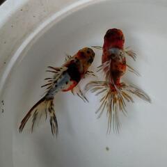 金魚 飯田系 東錦 2歳 2匹  アズマニシキラストです。肉瘤等これから増していきます。きんぎょ メダカ 水槽 水草 ビオトープの画像