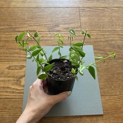 植物　ホヤベラの画像
