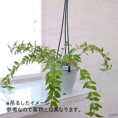 植物　ホヤベラの画像