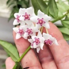 植物　ホヤベラの画像