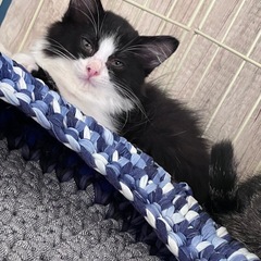 ふわふわロン毛の黒白男子