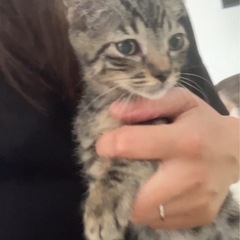 可愛いキジトラグリ