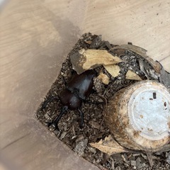 かぶとむし