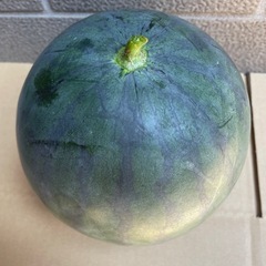 無農薬 スイカ🍉の画像