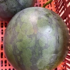 無農薬 スイカ🍉の画像